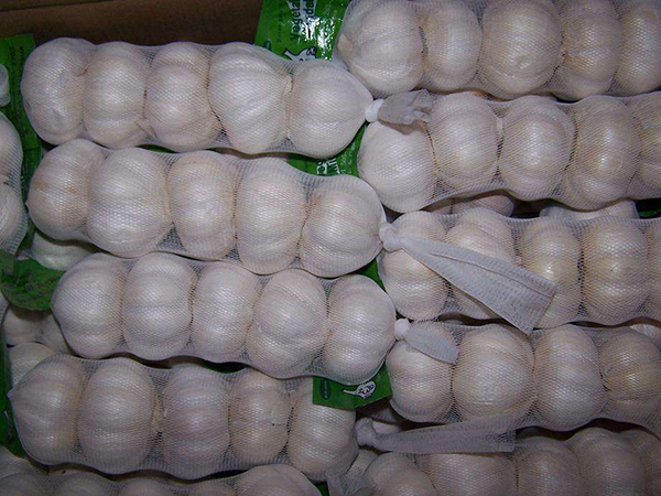 Garlic